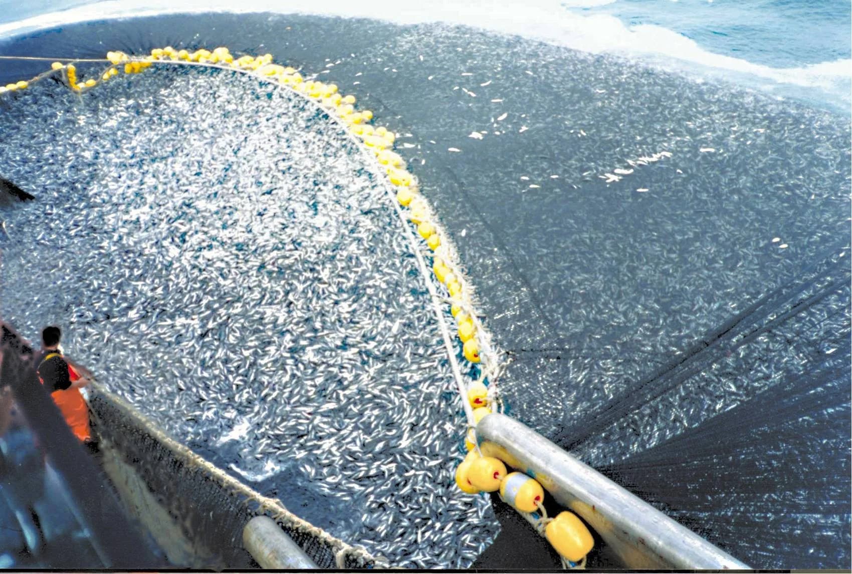 A purse-seine fishing net pulled alongside a vessel, packed with thousands of small silver fish, with a crew member in orange overalls at the rail.