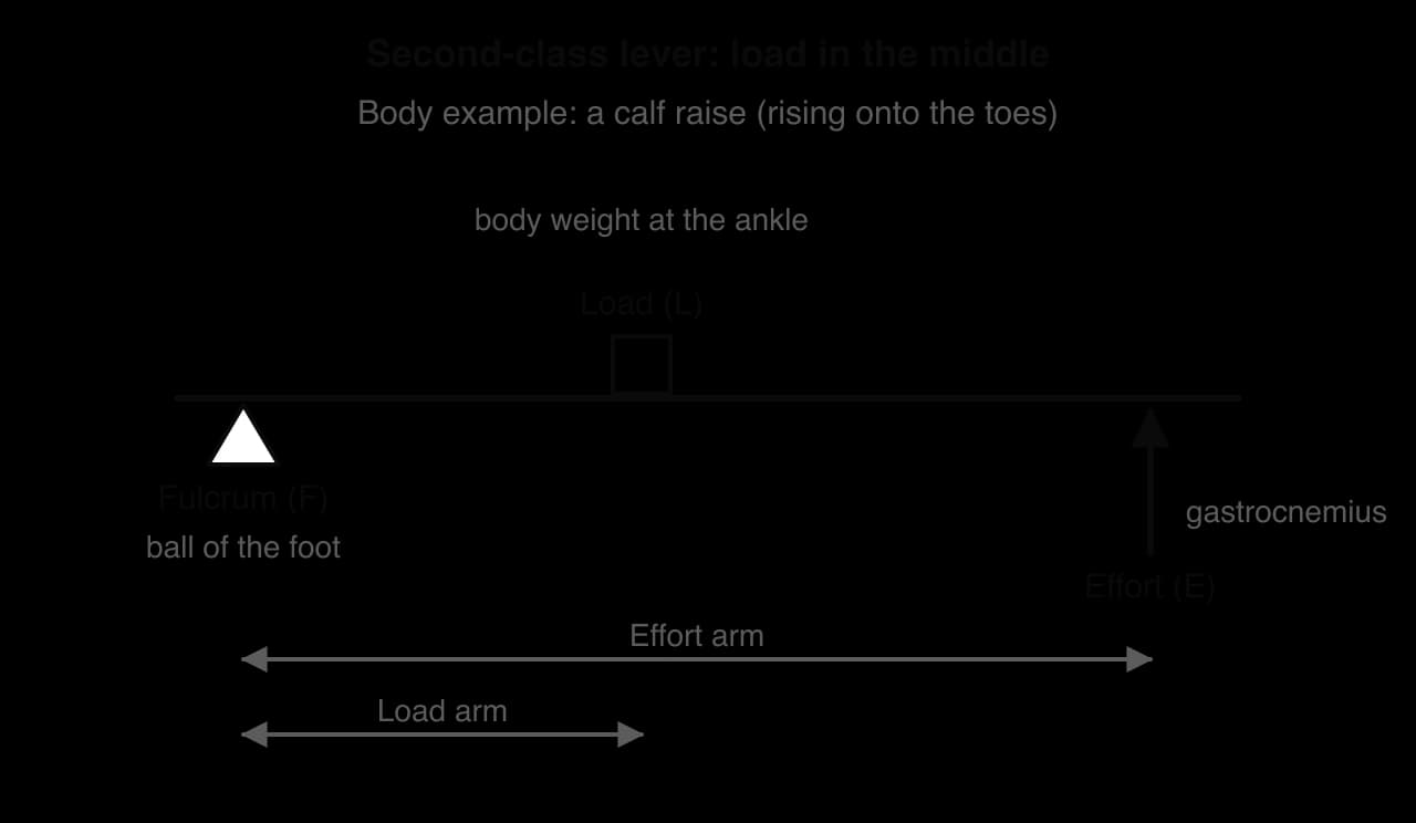 Second-class lever: fulcrum (ball of the foot) at one end, load (body weight at the ankle) in the middle and effort (gastrocnemius) pulling up at the other end; the effort arm is longer than the load arm.