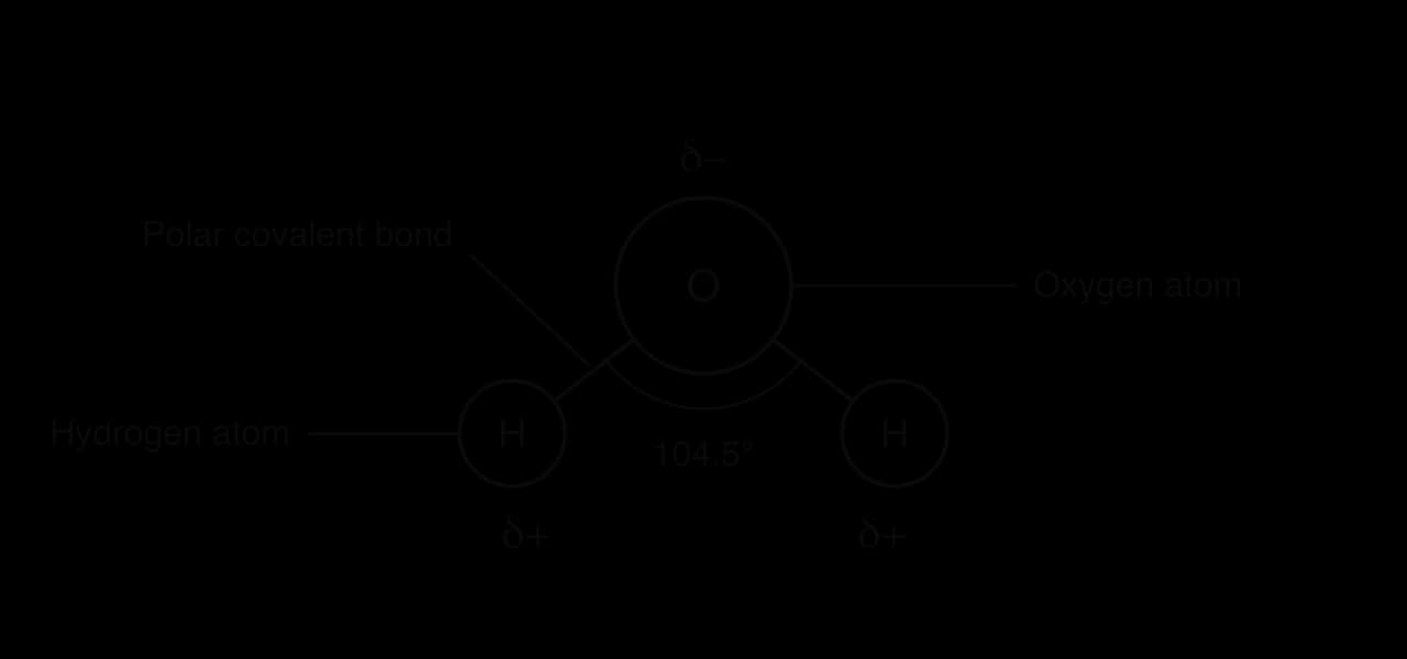 A water molecule: a large oxygen atom labelled δ− joined by two polar covalent bonds to two smaller hydrogen atoms, each labelled δ+. The angle between the two bonds is marked as 104.5°.