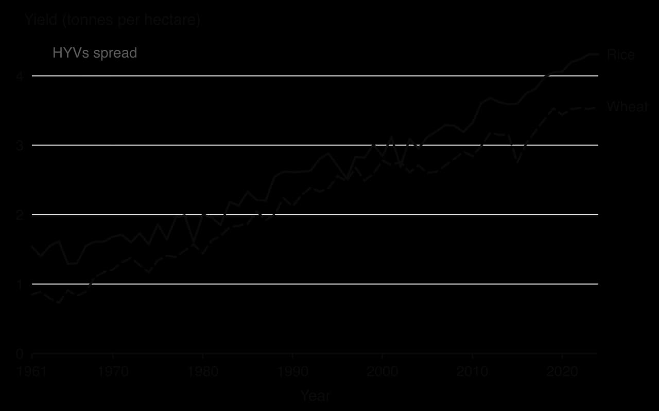Line chart of India's average rice and wheat yields, 1961–2024. Wheat rises from about 0.85 to 3.56 t/ha and rice from about 1.5 to 4.3 t/ha, with growth starting after high-yielding varieties spread in 1966–1970.