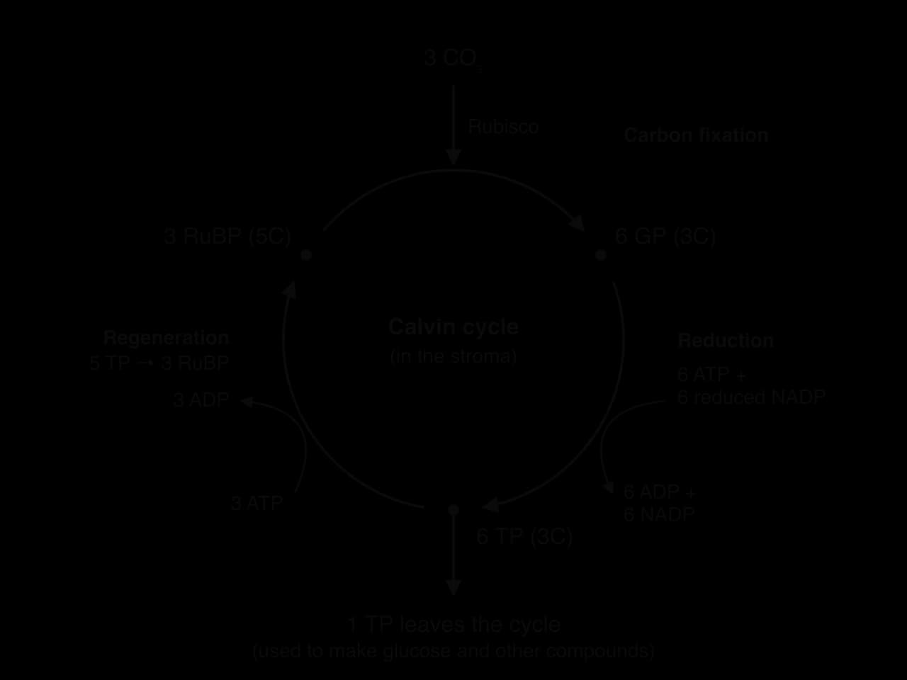 The Calvin cycle in the stroma, for 3 CO₂: Rubisco fixes 3 CO₂ to 3 RuBP (5C), giving 6 GP (3C). Reduction uses 6 ATP and 6 reduced NADP to give 6 TP (3C). One TP leaves to make glucose and other compounds; regeneration uses 3 ATP to turn 5 TP into 3 RuBP.