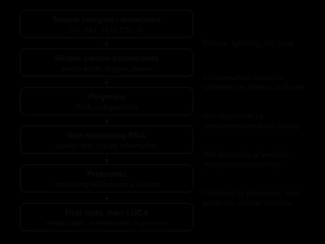 Flow chart: simple inorganic molecules, simple carbon compounds, polymers, self-replicating RNA, protocells, then first cells and LUCA. Beside the arrows: energy, catalysed condensation, self-replication, self-assembly of vesicles, catalysis and natural selection.