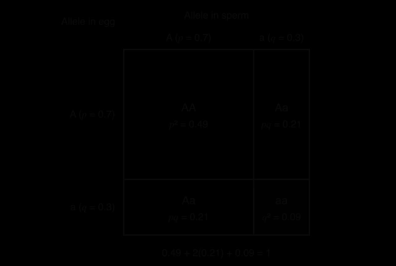 Grid of alleles in egg (A, p = 0.7; a, q = 0.3) against alleles in sperm (same). Areas are proportional: AA p² = 0.49, two Aa cells pq = 0.21 each, aa q² = 0.09. Below: 0.49 + 2(0.21) + 0.09 = 1.