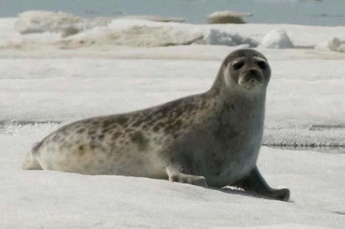 A ringed seal lying on snow-covered sea ice, propped up on its fore flippers. Its grey coat has darker spots surrounded by pale rings.