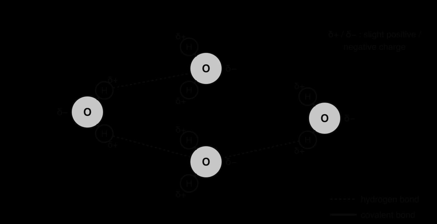 Four water molecules. Each oxygen is slightly negative and each hydrogen slightly positive. Dotted hydrogen bonds join a hydrogen of one molecule to the oxygen of another; solid lines are covalent bonds.