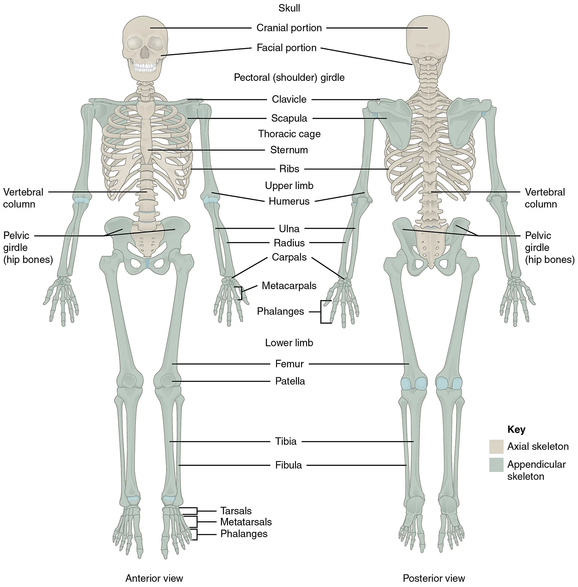 Anterior and posterior views of the human skeleton. Axial skeleton (skull, vertebral column, sternum, ribs) shaded beige; appendicular skeleton (girdles and limb bones from clavicle and scapula to phalanges) shaded green, with major bones labelled.