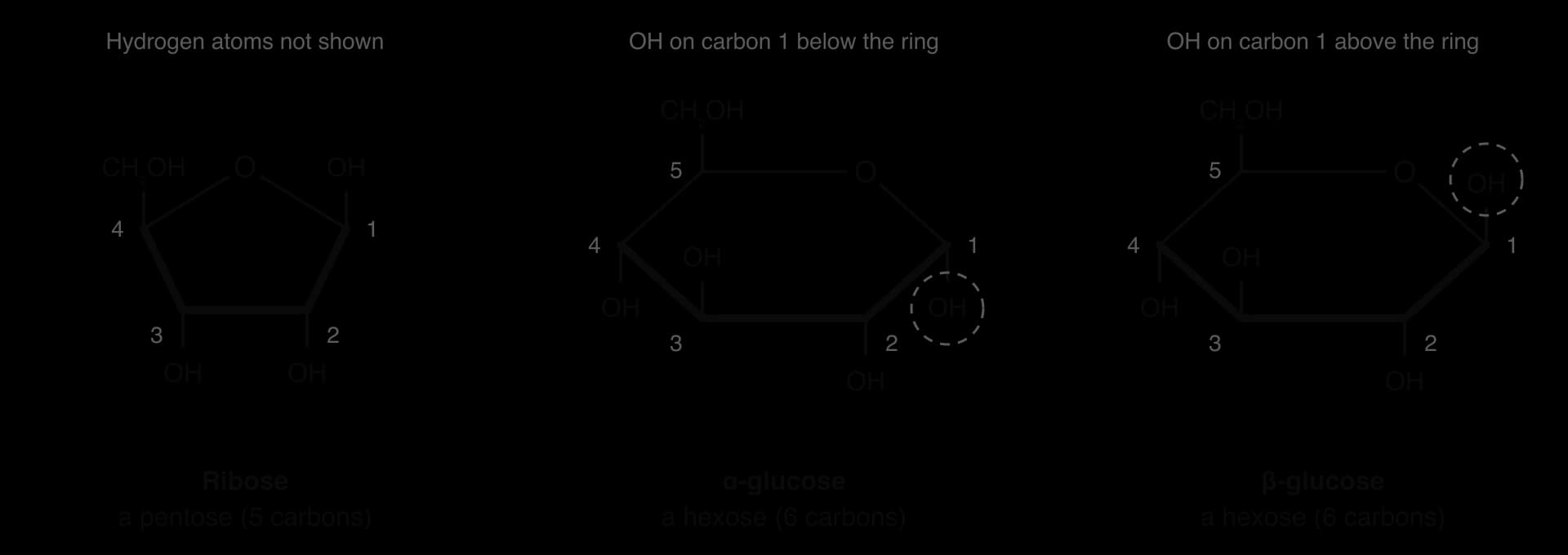Ring diagrams, hydrogens not shown. Ribose: five-membered ring of four carbons and an oxygen, CH2OH on carbon 4. Alpha- and beta-glucose: six-membered rings of five carbons and an oxygen, CH2OH on carbon 5. The OH on carbon 1 is below the ring in alpha, above it in beta.