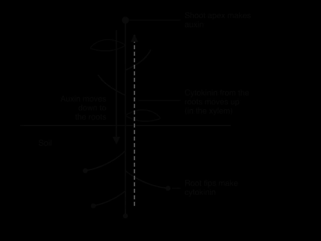 A young plant with a shoot apex above the soil and branched roots below. Labels: shoot apex makes auxin, which moves down to the roots (solid arrow); root tips make cytokinin, which moves up in the xylem (dashed arrow).