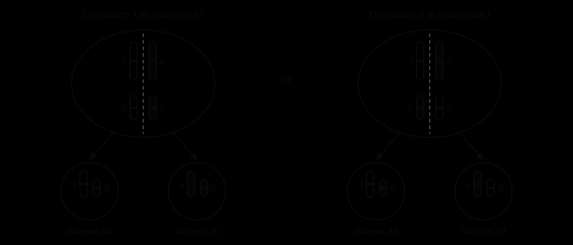 Two orientations of a cell with genotype AaBb at metaphase I, with gene A on a long chromosome pair and gene B on a short one. Orientation 1 gives gametes AB and ab; orientation 2 (the B pair flipped) gives gametes Ab and aB.