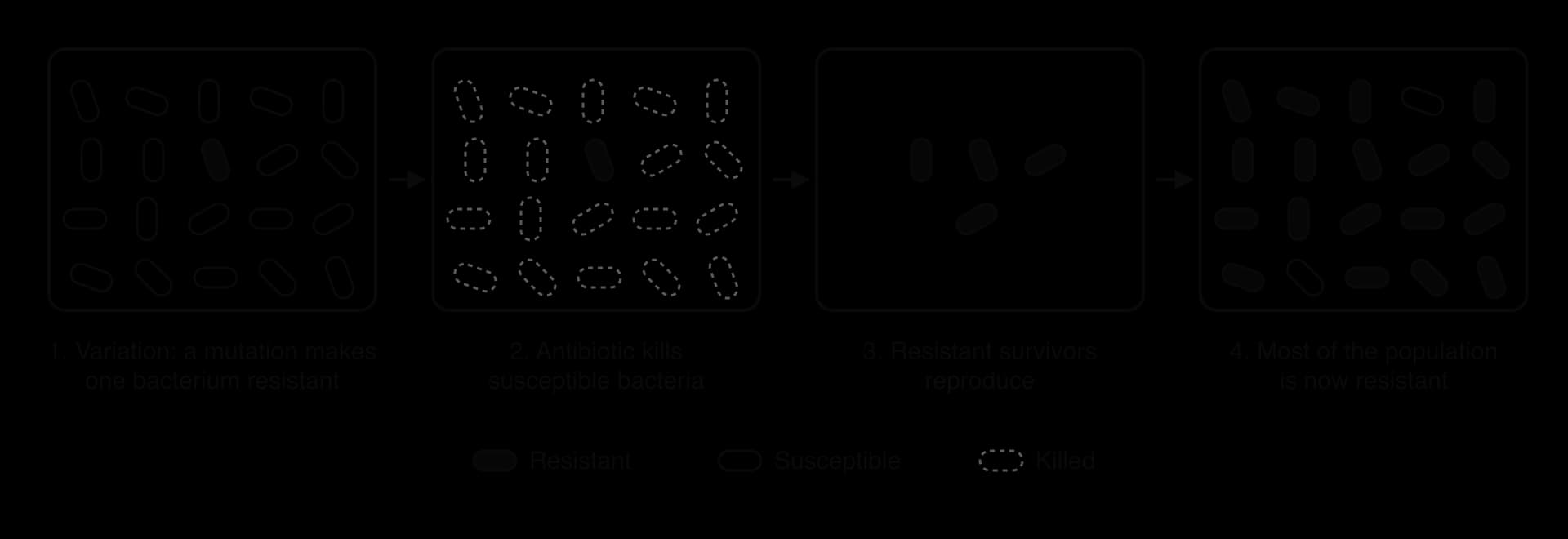 Four panels of a bacterial population: 1, one resistant bacterium among many susceptible ones; 2, the antibiotic kills the susceptible bacteria; 3, the resistant survivors reproduce; 4, most of the population is now resistant.