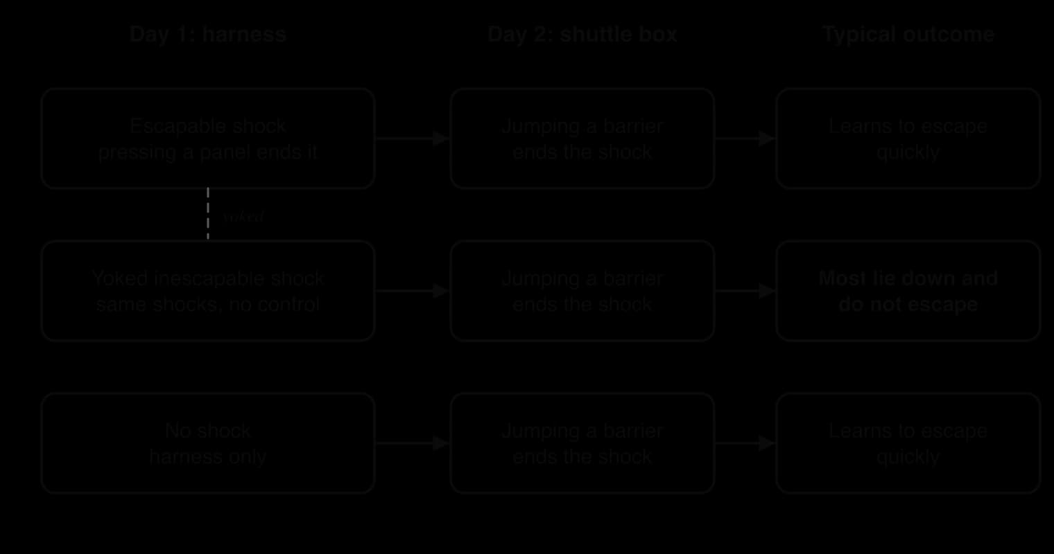 Flow chart of the triadic design. Day 1 in a harness: escapable shock (pressing a panel ends it), yoked inescapable shock (same shocks, no control) or no shock. Day 2 in a shuttle box, jumping a barrier ends shock. Escapable and no-shock dogs learn to escape; most yoked dogs lie down.