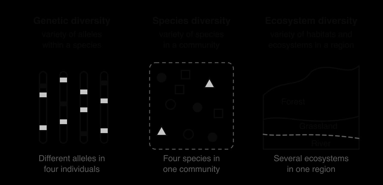 Three panels. Genetic diversity: chromosomes from four individuals with different bands, the variety of alleles within a species. Species diversity: four kinds of symbol in one community. Ecosystem diversity: a forest, a grassland and a river in one region.
