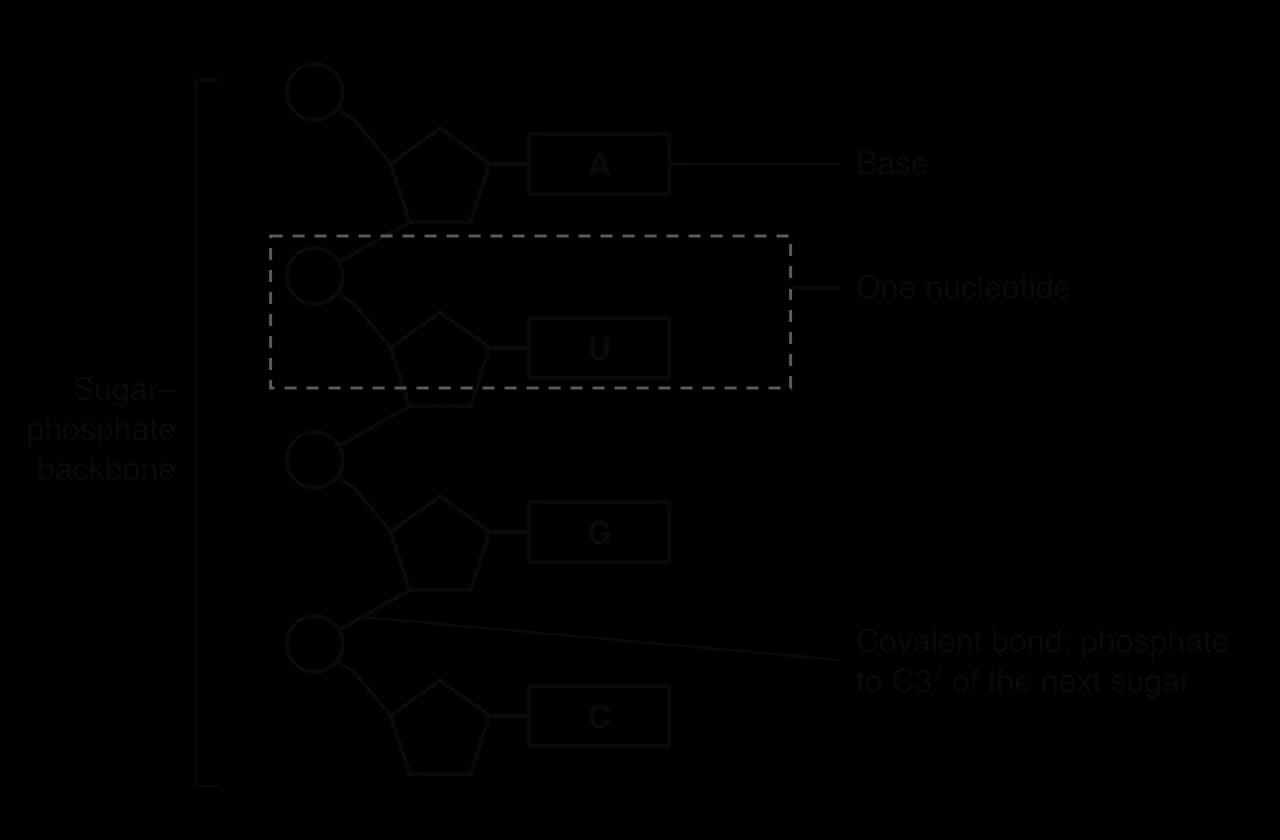 A single RNA strand of four nucleotides stacked vertically, with bases A, U, G and C. Each phosphate circle links to the 3′ carbon of the pentagon above. Labels: sugar–phosphate backbone (bracket), one nucleotide (dashed box), base, and covalent bond from phosphate to C3′ of the next sugar.