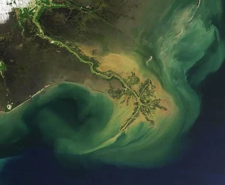 True-colour satellite image of the Mississippi bird's-foot delta on 1 April 2024: the river's distributaries extend into the Gulf of Mexico as narrow fingers of land, with a large brown plume of suspended sediment spreading into the sea.
