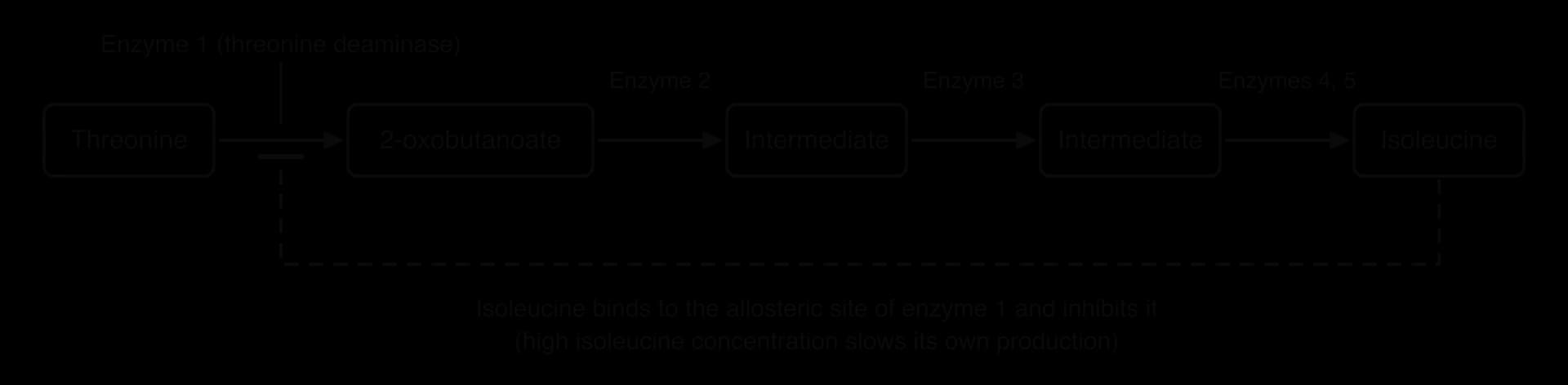 Linear pathway: threonine is converted by enzyme 1, threonine deaminase, to 2-oxobutanoate, then by enzymes 2 to 5 through two intermediates to isoleucine. A dashed line from isoleucine returns to enzyme 1, ending in a bar to show inhibition at its allosteric site.