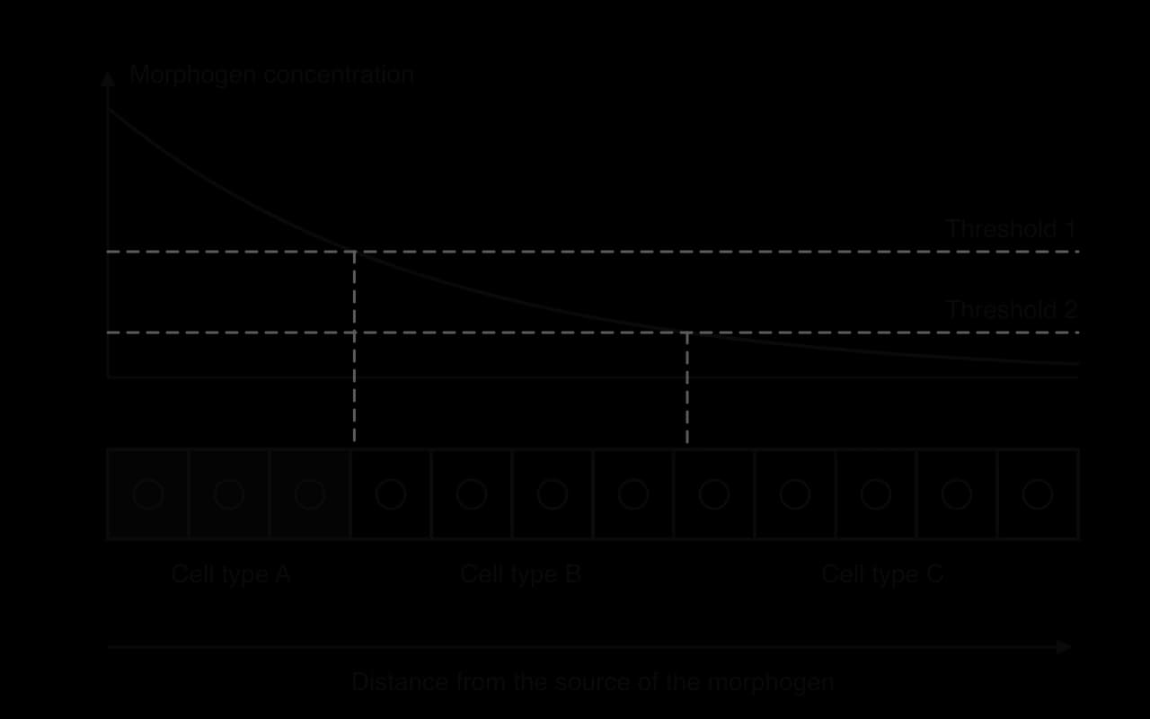 Graph of morphogen concentration falling with distance from its source, with two dashed threshold lines. Below it, a row of twelve cells: cells receiving more than threshold 1 become type A, cells between the thresholds type B, and cells below threshold 2 type C.