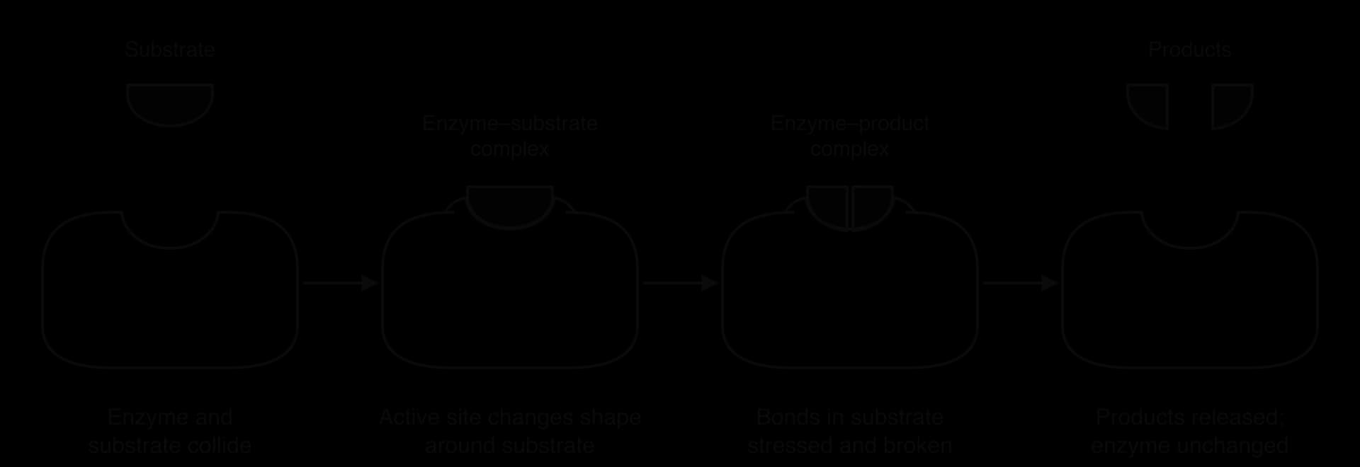 Four stages: an enzyme with an open active site and a substrate collide; in the enzyme–substrate complex the active site changes shape around the substrate; in the enzyme–product complex the substrate is split in two; the products are released and the enzyme is unchanged.