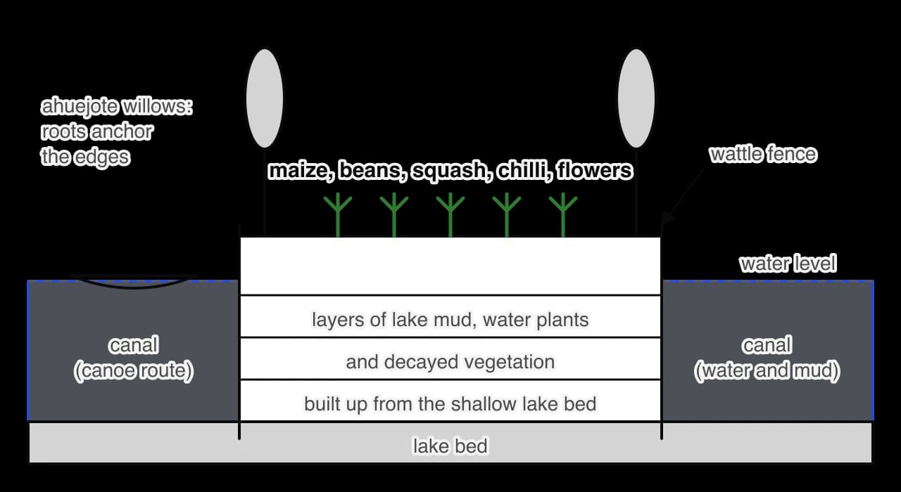 Cross-section of a chinampa: a raised rectangular bed built of layers of lake mud, water plants and decayed vegetation rises above the water level between two canals. Wattle fences hold the sides, ahuejote willows grow at the edges, crops grow on top and a canoe sits in one canal.