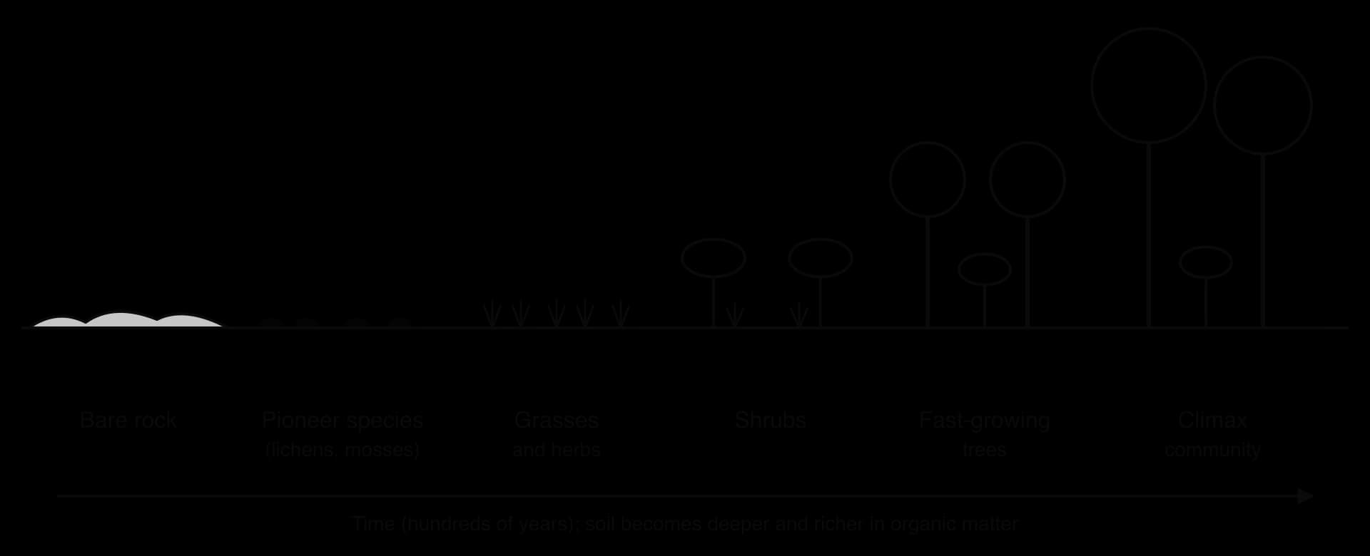 Six stages along a time arrow (hundreds of years): bare rock; pioneer species (lichens, mosses); grasses and herbs; shrubs; fast-growing trees; climax community. A grey soil layer deepens from none at bare rock to thickest under the climax.