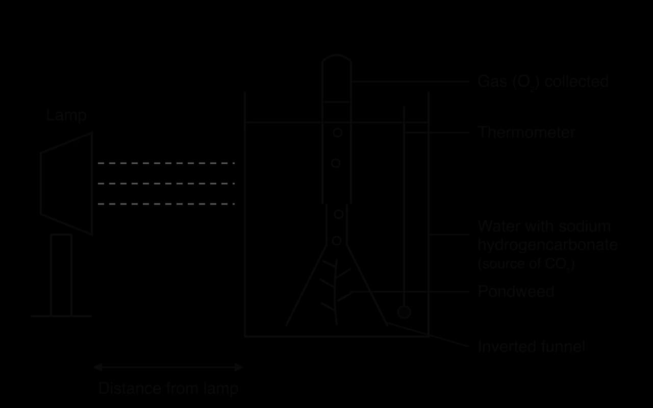 Apparatus: a lamp at a measured distance from a beaker of water containing sodium hydrogencarbonate (source of CO₂). Pondweed sits under an inverted funnel; bubbles rise into a test tube that collects the gas (O₂). A thermometer shows the water temperature.