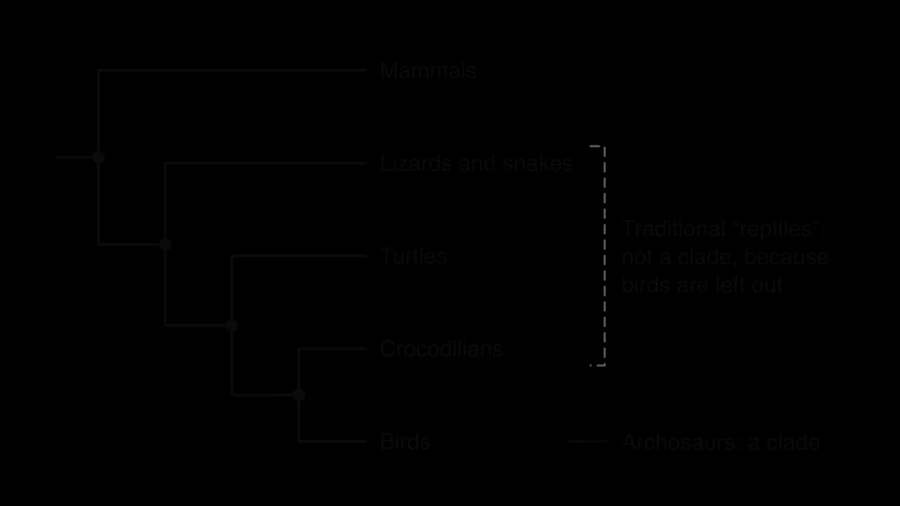 Cladogram: mammals branch first, then lizards and snakes, then turtles, then crocodilians and birds as sister groups, shaded as archosaurs, a clade. A dashed bracket over lizards, turtles and crocodilians marks traditional reptiles: not a clade, because birds are left out.