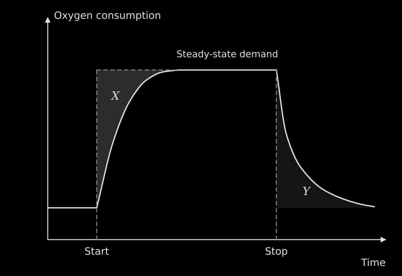 Oxygen consumption against time. From resting level it rises along a curve after exercise starts to a steady state on a dashed demand line; shaded area X lies between the demand line and the curve. After exercise stops it falls along a curve; shaded area Y lies under it, above resting level.
