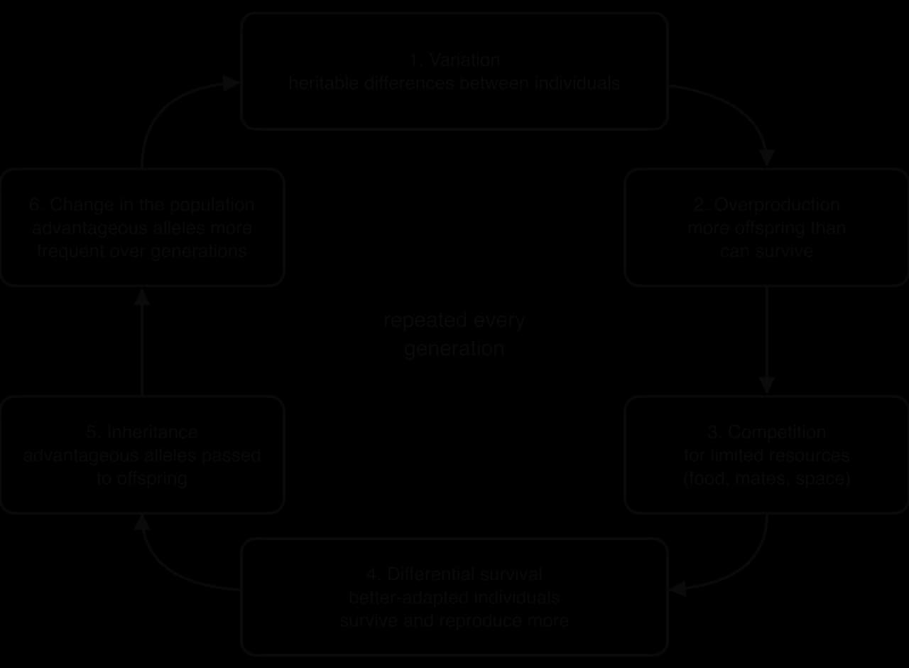 Cycle of natural selection in six steps: 1 variation, 2 overproduction, 3 competition for limited resources, 4 differential survival and reproduction of better-adapted individuals, 5 inheritance of advantageous alleles, 6 advantageous alleles become more frequent; repeated every generation.