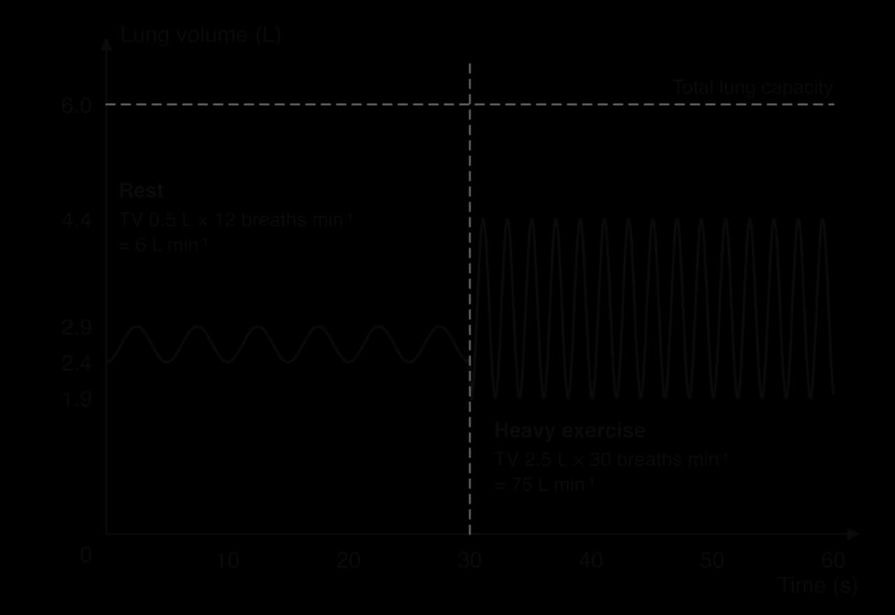 Lung volume trace. At rest: tidal breaths between 2.4 and 2.9 L, 12 per minute, 0.5 L x 12 = 6 L per minute. During heavy exercise: breaths between 1.9 and 4.4 L, 30 per minute, 2.5 L x 30 = 75 L per minute. Total lung capacity 6.0 L.