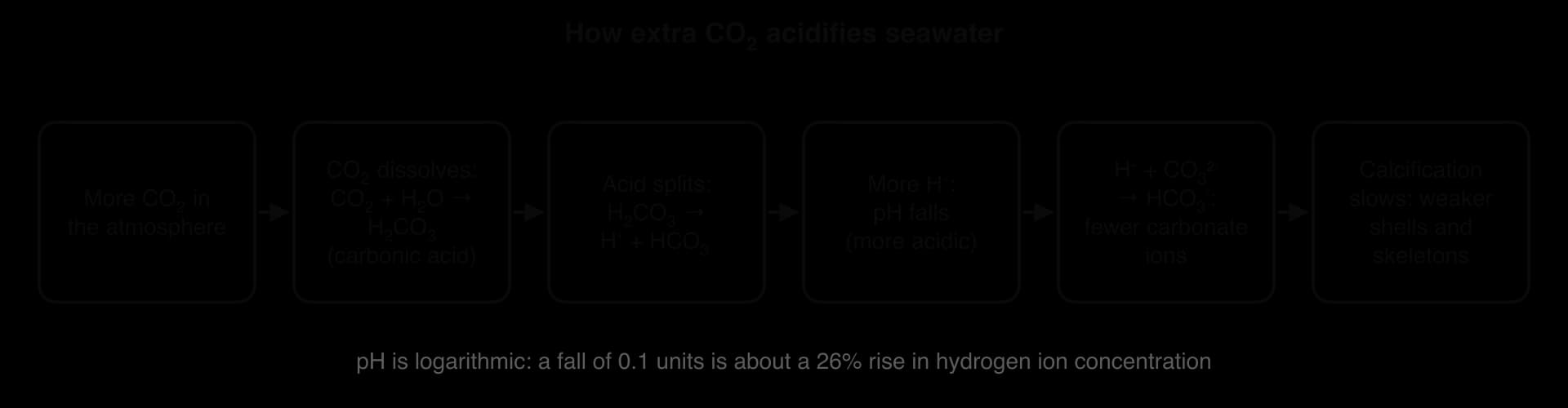 Flow chain: more atmospheric CO₂; CO₂ dissolves forming carbonic acid; the acid splits into H⁺ and bicarbonate; more H⁺ lowers pH; H⁺ combines with carbonate ions, leaving fewer; calcification slows, giving weaker shells and skeletons. A fall of 0.1 pH is about a 26% rise in H⁺.