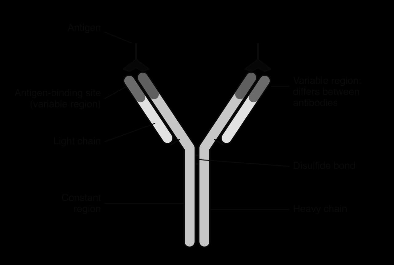 Y-shaped antibody with two heavy chains forming the stem and inner arms, and two light chains on the outer arms, joined by disulfide bonds. The tips of the arms are variable regions forming two antigen-binding sites, each holding an antigen. The stem is the constant region.