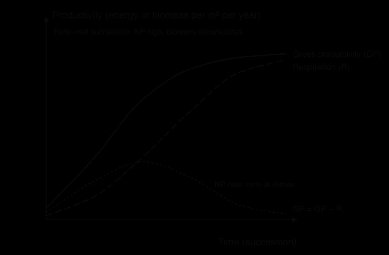 Model graph: gross productivity rises and levels off; respiration rises more slowly and nearly catches up; net productivity (GP − R) peaks in early-mid succession and falls to near zero at the climax.