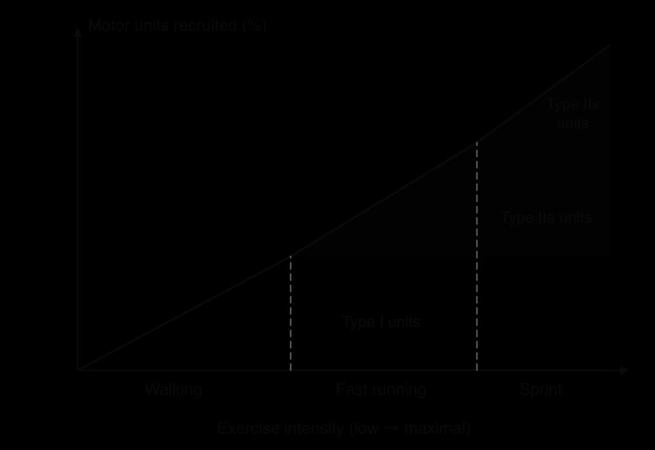 Sketch graph of motor units recruited (%) against exercise intensity from low to maximal: type I units recruited from walking upwards, type IIa units added for fast running, type IIx units added only near maximal effort in a sprint.
