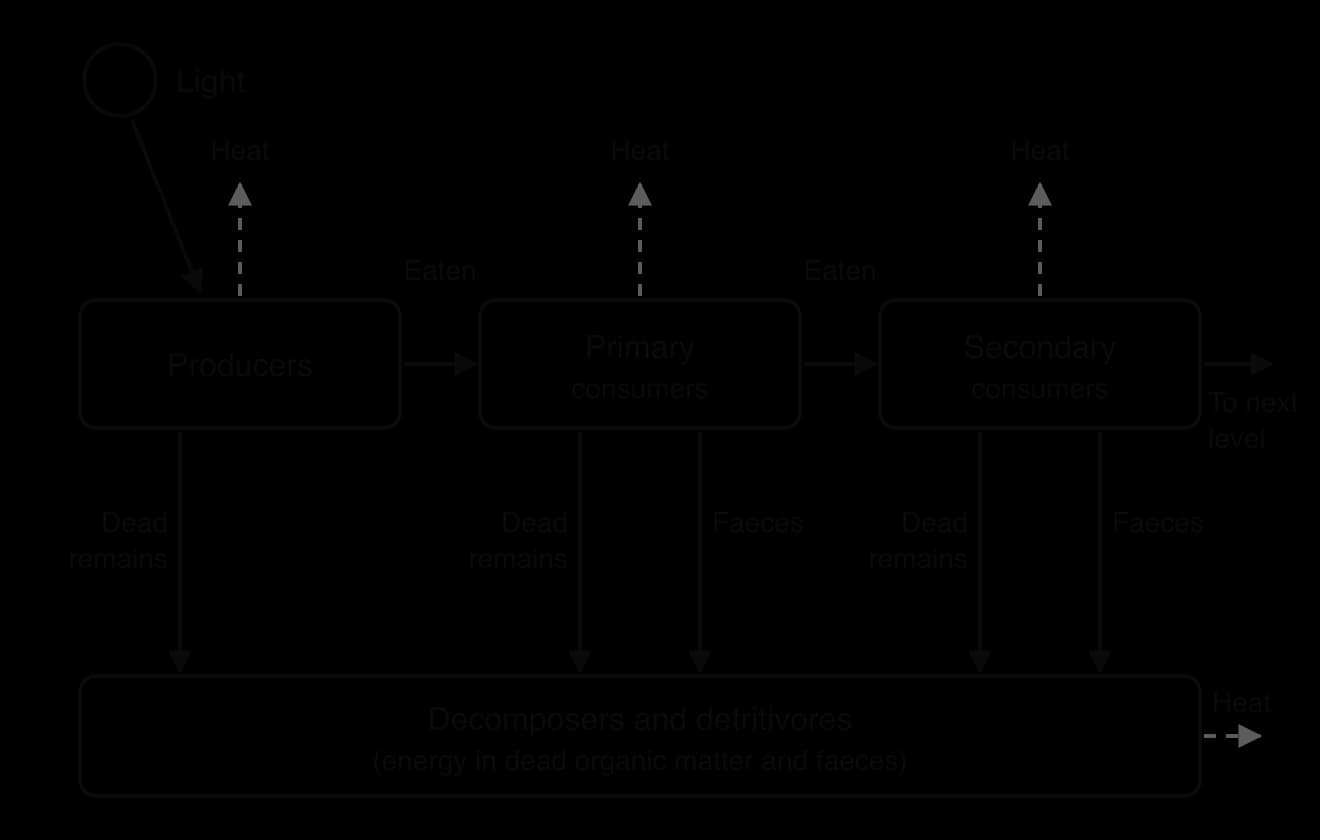 Flow diagram: light enters producers; energy passes to primary consumers, then secondary consumers and on. Heat arrows rise from every level. Dead remains from every level, and faeces from consumers, pass down to a box of decomposers and detritivores, which also lose heat.