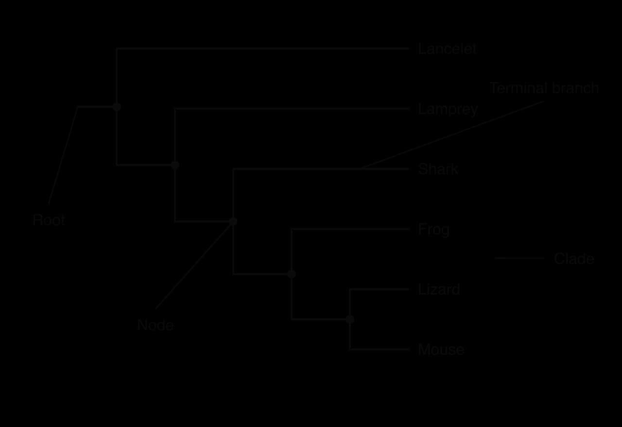 Cladogram of six chordates: lancelet, lamprey, shark, frog, lizard and mouse, each branching off in turn. Labels show the root at the base, a node at the branch point where the shark diverges, the terminal branch leading to the shark, and a shaded clade containing frog, lizard and mouse.