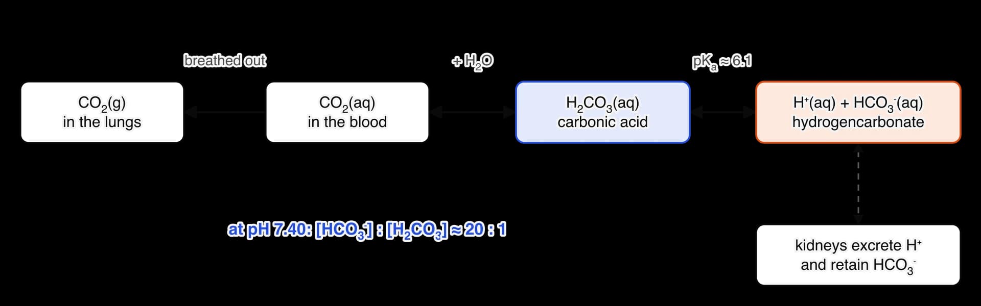 Flow diagram: CO2(g) in the lungs, CO2(aq) in the blood, H2CO3(aq) and H+(aq) + HCO3−(aq), joined by equilibrium arrows; CO2 is breathed out. The kidneys excrete H+ and retain HCO3−. At pH 7.40 the ratio [HCO3−] to [H2CO3] is about 20 to 1, with pKa about 6.1.
