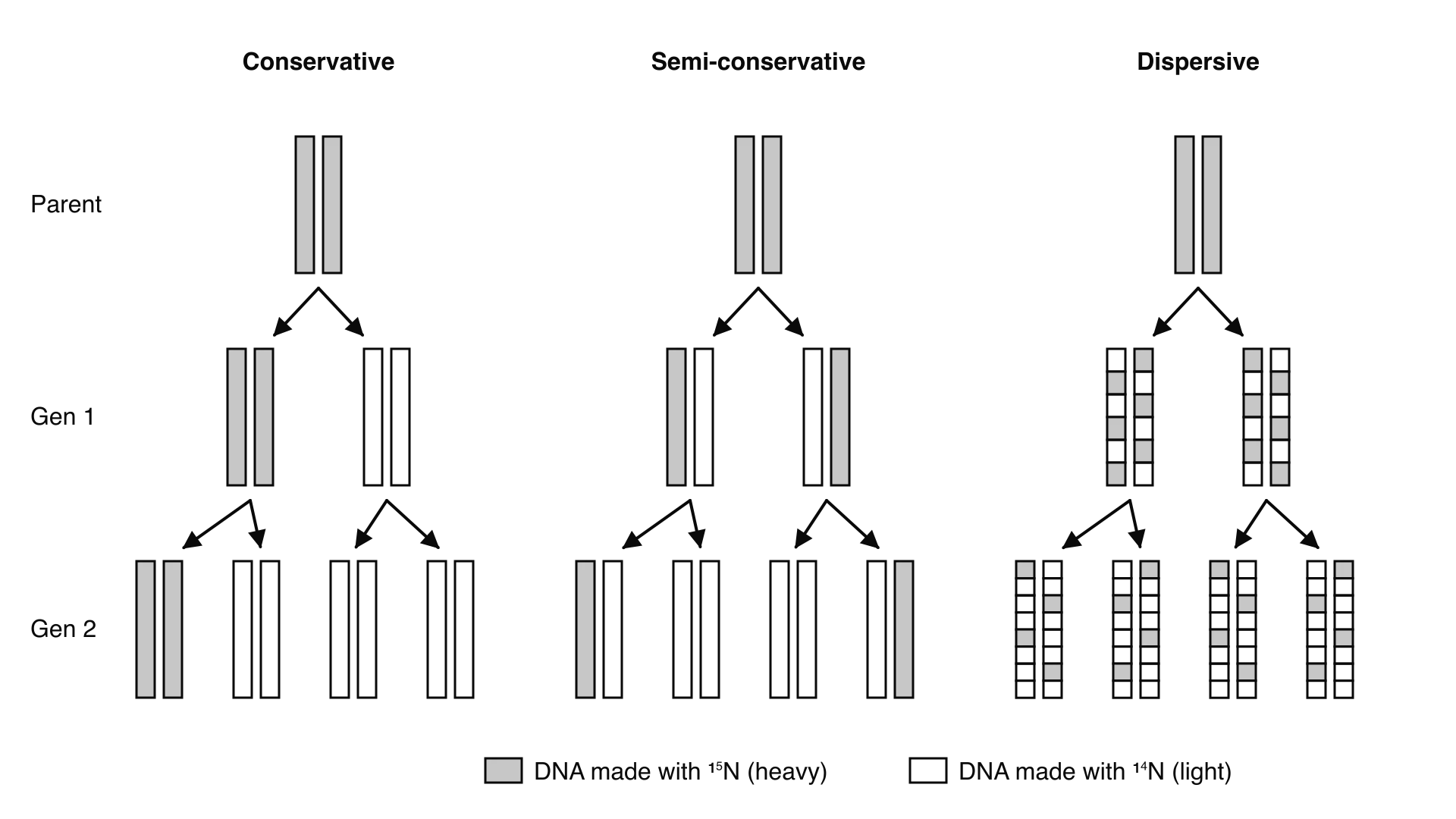 Three models, each starting from a parent of two heavy strands. Conservative: one heavy and one light molecule in generation 1. Semi-conservative: two hybrid molecules, then two hybrid and two light. Dispersive: patchwork strands that get lighter each generation.