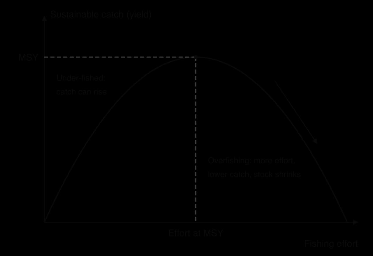 Sketch graph of sustainable catch against fishing effort: an arch-shaped curve whose peak is the maximum sustainable yield (MSY). To the left the stock is under-fished; to the right more effort gives a lower catch as the stock shrinks.