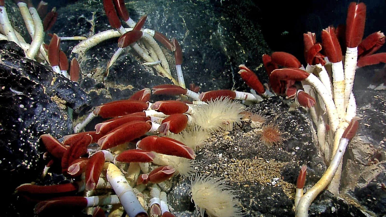 A dense cluster of giant tubeworms on dark volcanic rock on the deep sea floor. Each worm has a white tube with a bright red plume at the top; mussels and anemones grow among them.