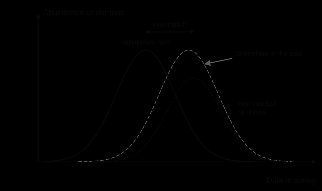 Model graph against date in spring: the peak of caterpillar abundance has moved earlier than in the past, while the peak food demand of chicks stays later, leaving a gap labelled mismatch.