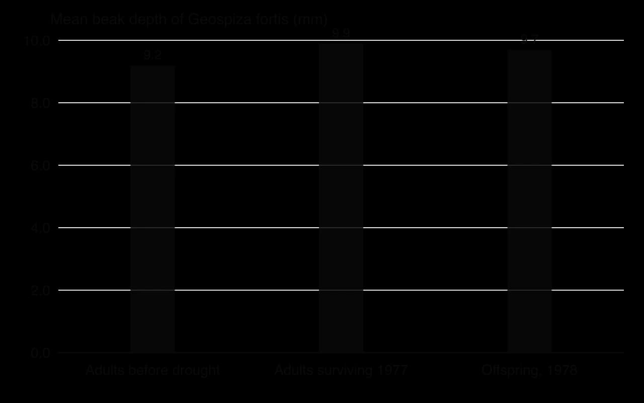 Column chart of mean beak depth of medium ground finches on Daphne Major: adults before the 1977 drought 9.2 mm, adults that survived the drought 9.9 mm, offspring hatched in 1978 9.7 mm.