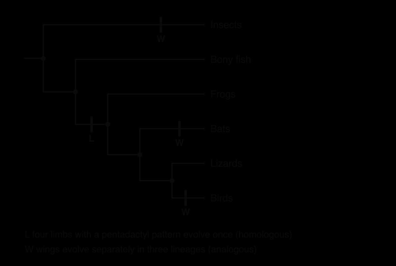 Cladogram of insects, bony fish, frogs, bats, lizards and birds. Bar L, on the branch leading to frogs, bats, lizards and birds, marks four pentadactyl limbs evolving once. Three separate bars W, on the insect, bat and bird branches, mark wings evolving three times.