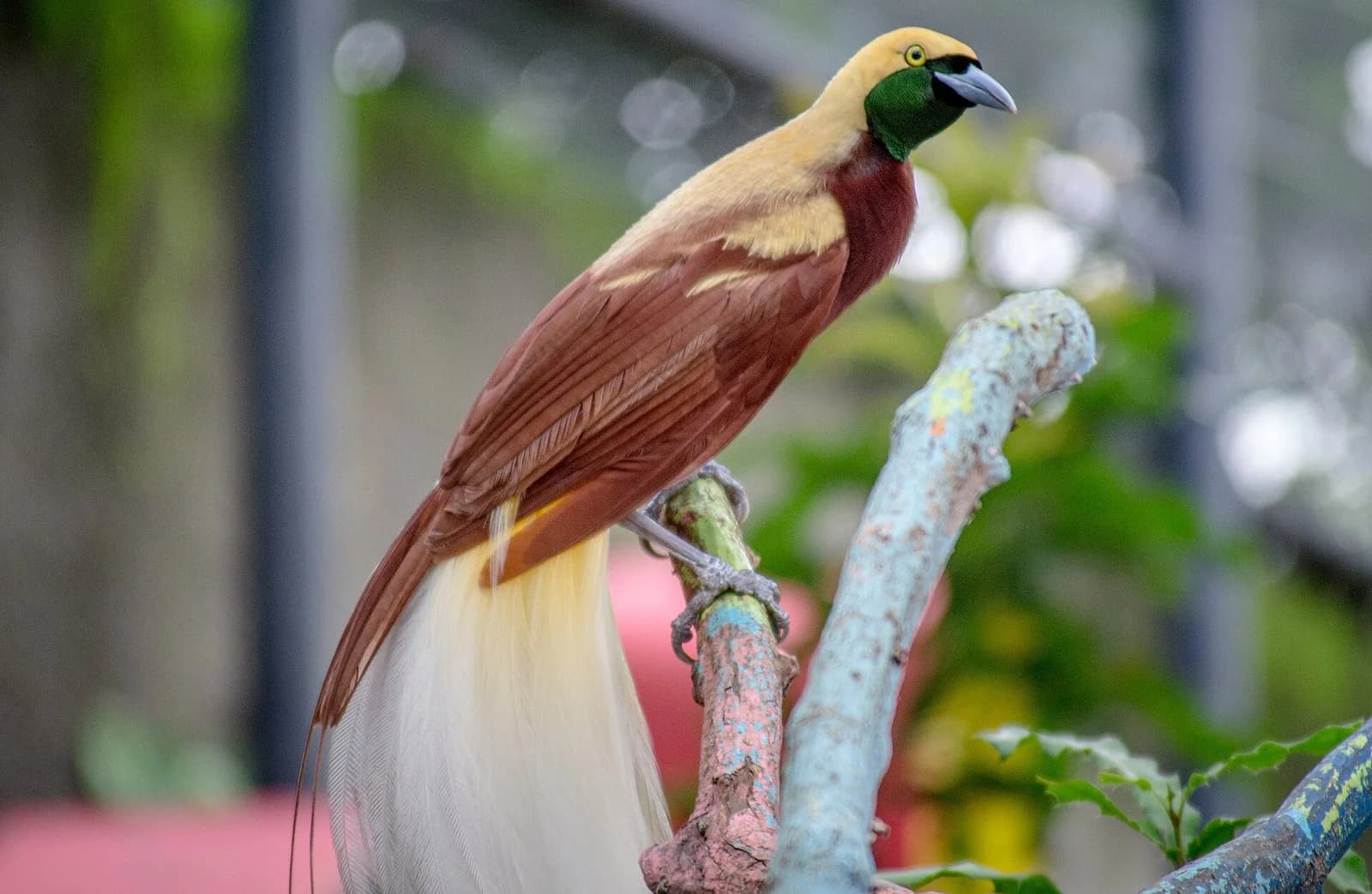 A male bird-of-paradise perched on a branch: yellow head, green throat, maroon-brown body and wings, and a long cascade of pale yellow and white flank plumes hanging below the tail.
