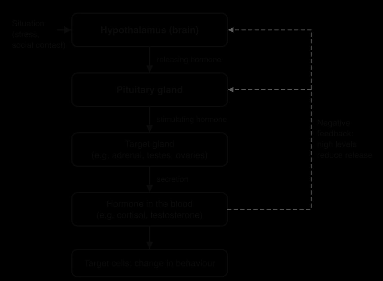 Flow chart: a situation such as stress or social contact acts on the hypothalamus, which sends a releasing hormone to the pituitary gland, which stimulates a target gland to secrete a hormone into the blood; high hormone levels feed back to reduce release.