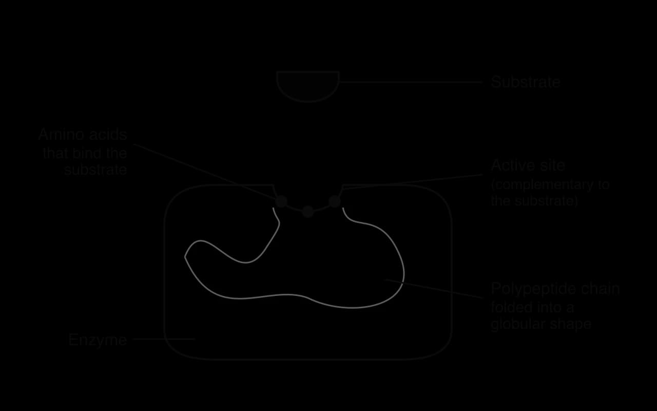 An enzyme drawn as a large rounded shape with a pocket in its top surface, labelled the active site, complementary to a substrate above it. Three dots in the pocket are labelled amino acids that bind the substrate. A grey line inside shows the polypeptide chain folded into a globular shape.
