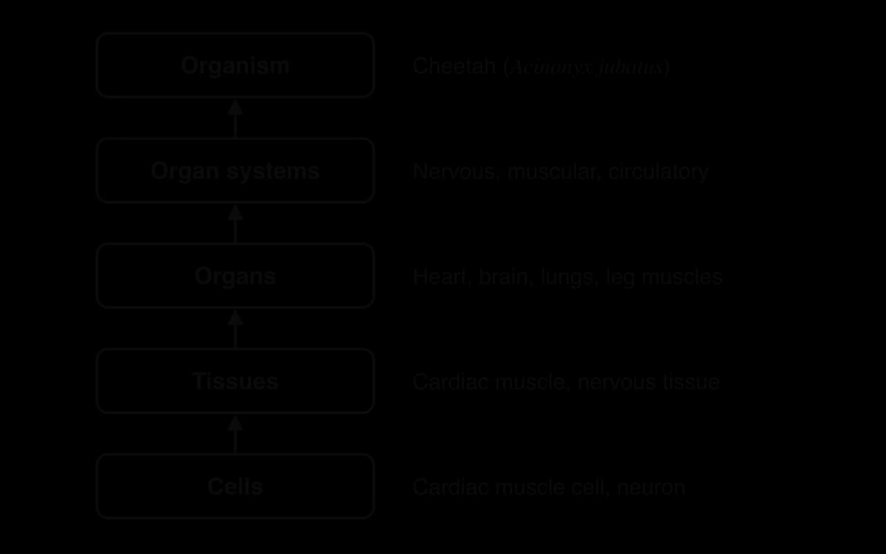 Five boxes stacked with arrows pointing upwards: cells (cardiac muscle cell, neuron), tissues (cardiac muscle, nervous tissue), organs (heart, brain, lungs, leg muscles), organ systems (nervous, muscular, circulatory) and organism (cheetah, Acinonyx jubatus).