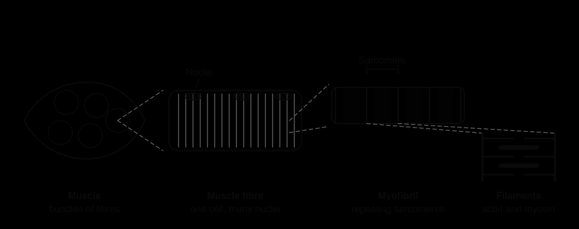 Four levels of skeletal muscle, left to right: a whole muscle made of bundles of fibres; one muscle fibre, a long striated cell with several nuclei at its edge; a myofibril with repeating light and dark bands, one sarcomere marked; and the actin and myosin filaments of one sarcomere.