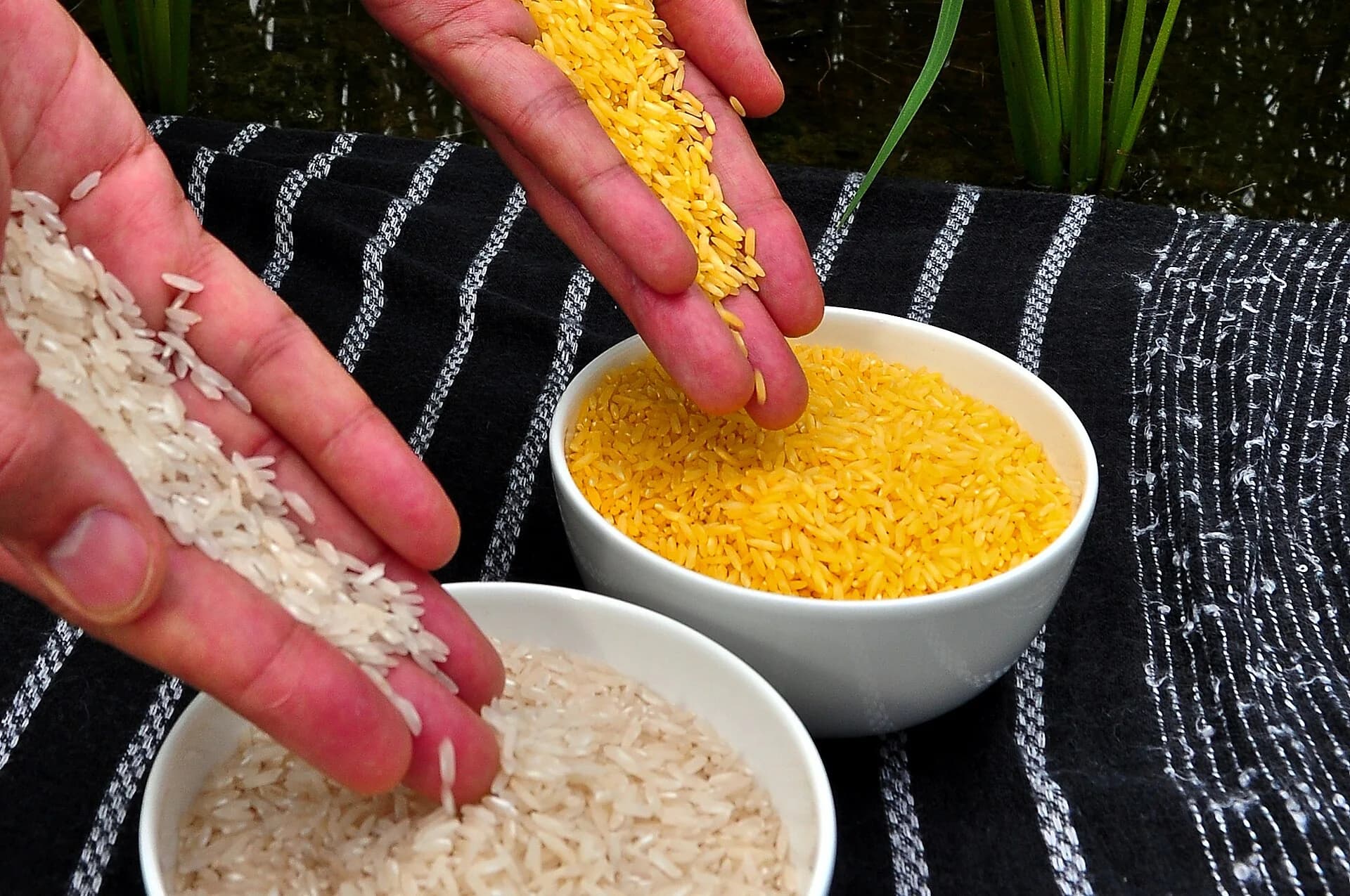 Two bowls of rice side by side: ordinary white rice on the left and yellow-orange Golden Rice, coloured by beta-carotene, on the right, with grains held in two hands.