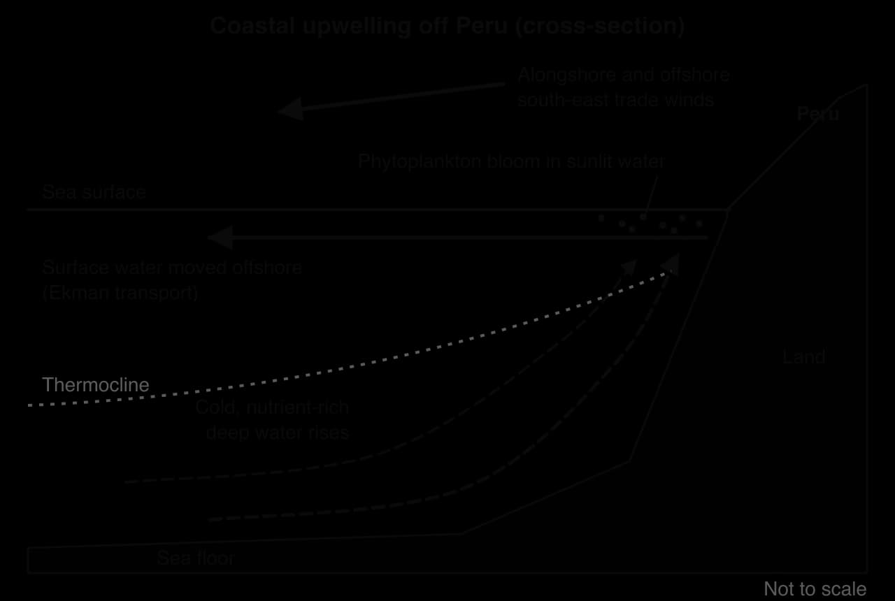 Cross-section off Peru. South-east trade winds blow along and off the coast; surface water moves offshore by Ekman transport; cold, nutrient-rich deep water rises along the continental slope; the thermocline rises towards the coast; a phytoplankton bloom forms in the sunlit surface water.