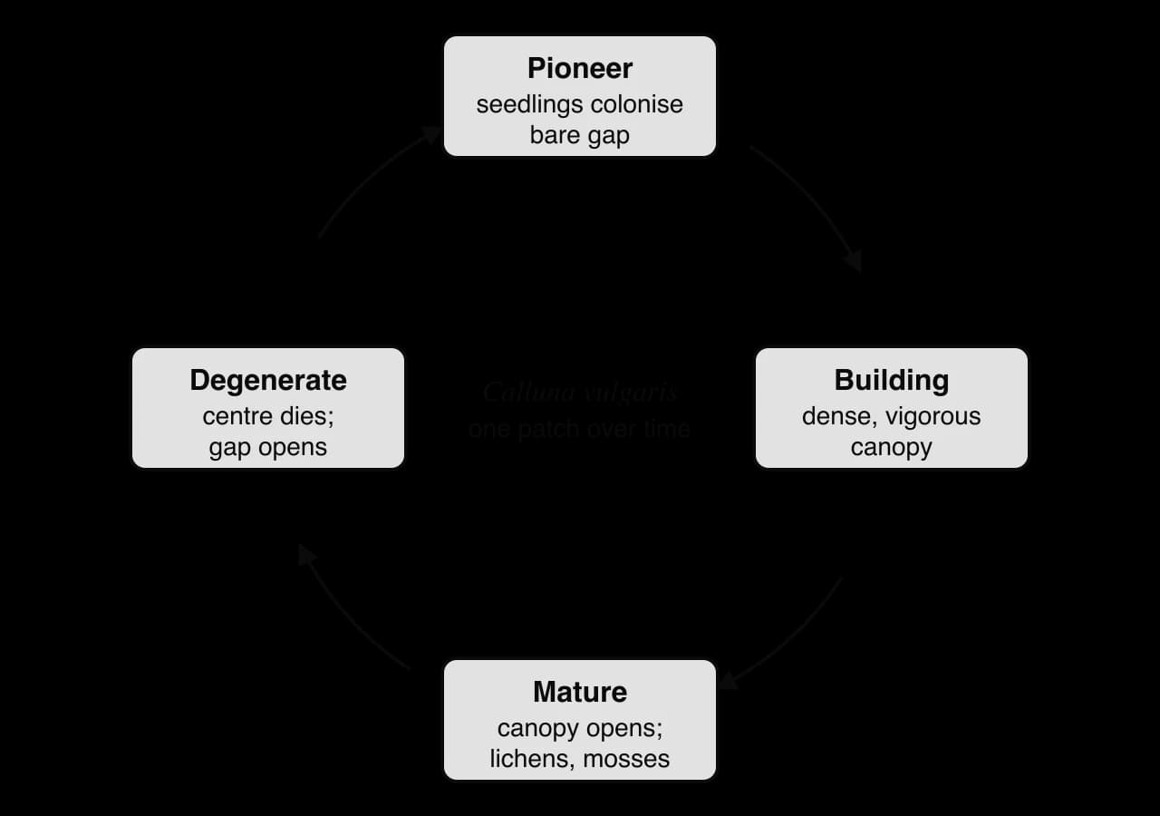 Cycle of four boxes joined by curved arrows around Calluna vulgaris, one patch over time: pioneer (seedlings colonise bare gap), building (dense, vigorous canopy), mature (canopy opens; lichens, mosses), degenerate (centre dies; gap opens), then back to pioneer.