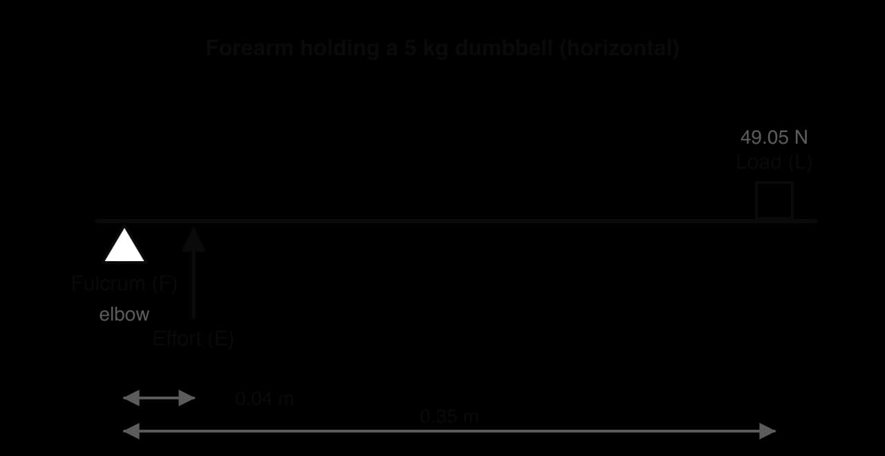 Forearm as a third-class lever: fulcrum at the elbow, effort 0.04 m from the elbow, load of 49.05 N (5 kg dumbbell) 0.35 m from the elbow.